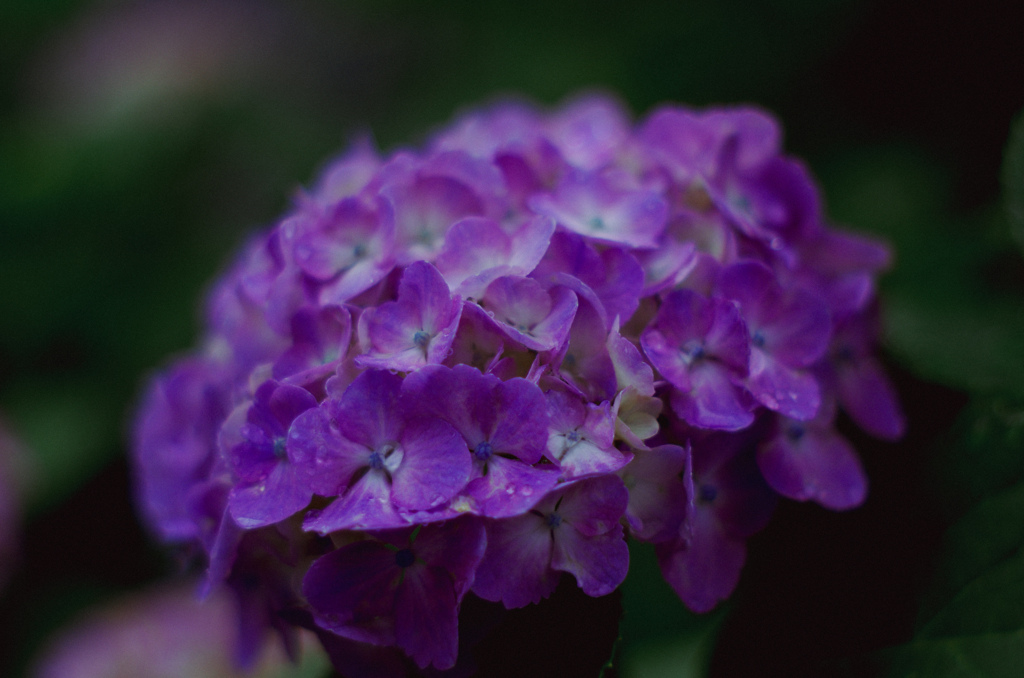 梅雨時花