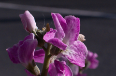 たまらなくエモい花びら