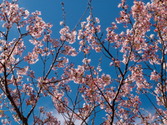 早咲き桜
