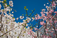 桜の競演