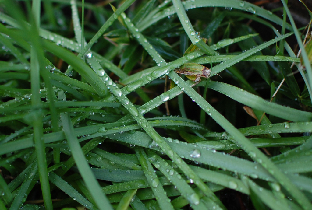 朝露に輝く草