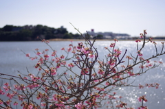 春の日差し