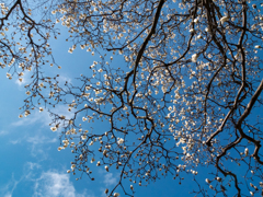 青空に真っ白な木蓮