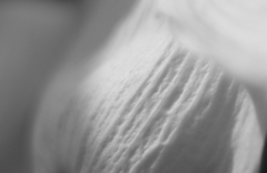 花水木の葉　B&W