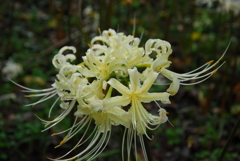 白い曼珠沙華