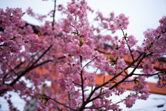 鳥居と桜