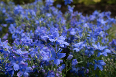 薄紫な可憐な花たち