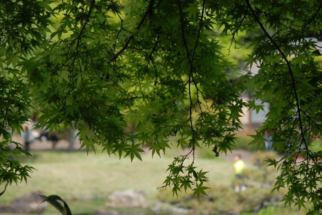 緑の木陰