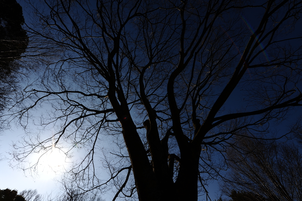 たまらなく幻想的