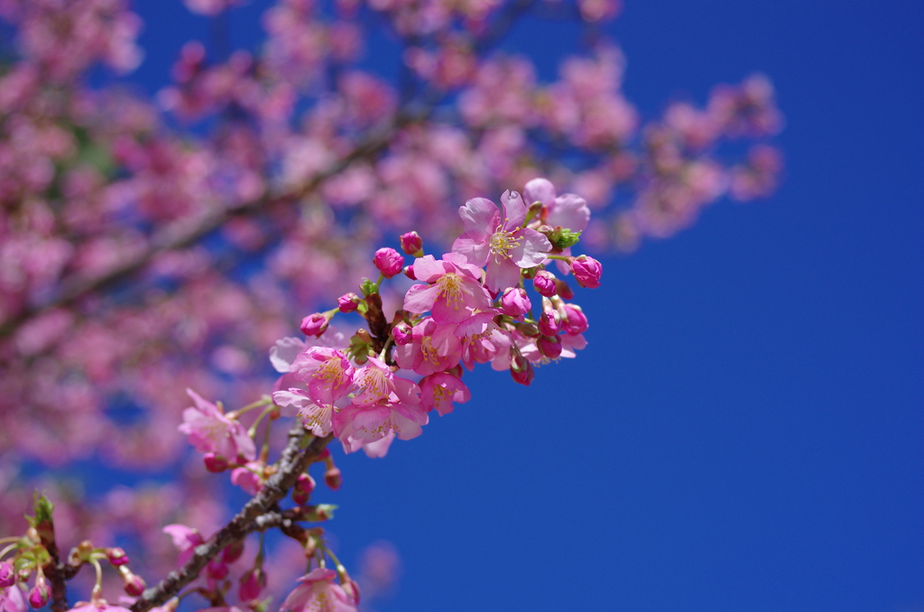 晴天の桜