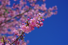 晴天の桜