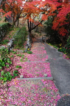 桃色小径＆紅葉