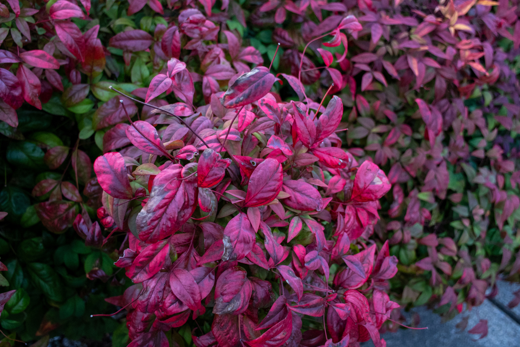 よく見かける綺麗な葉