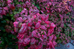 よく見かける綺麗な葉