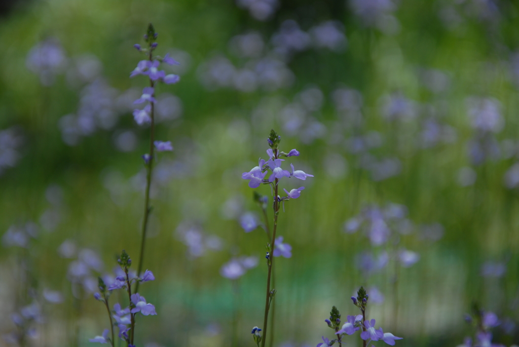 今朝の草花！薄紫で綺麗だやー！！