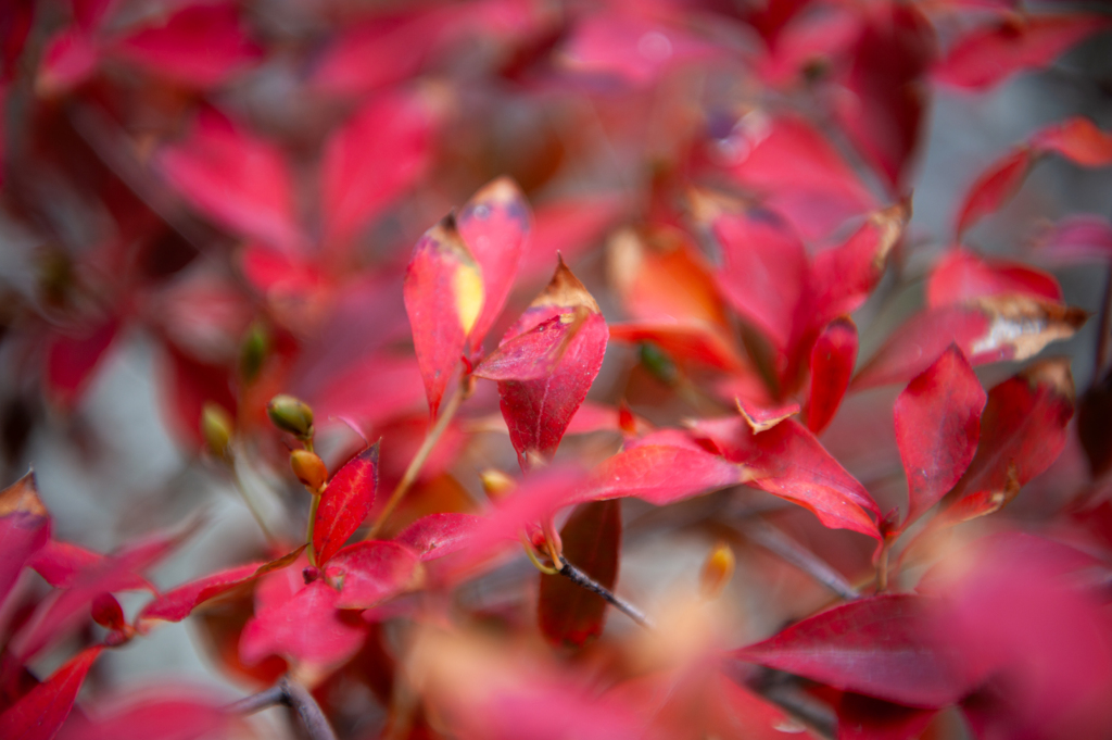 小ぶりで鮮やか　どうだんつつじ