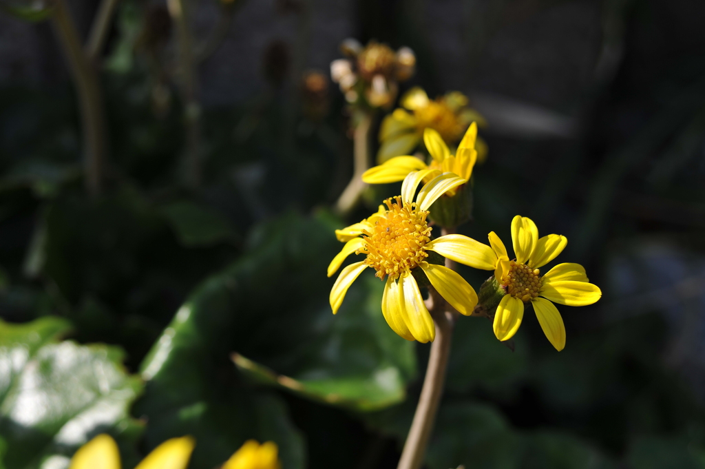 新春のつわぶき