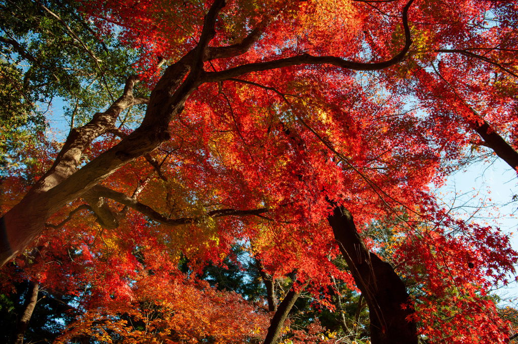 紅葉真っ盛り