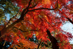 紅葉真っ盛り