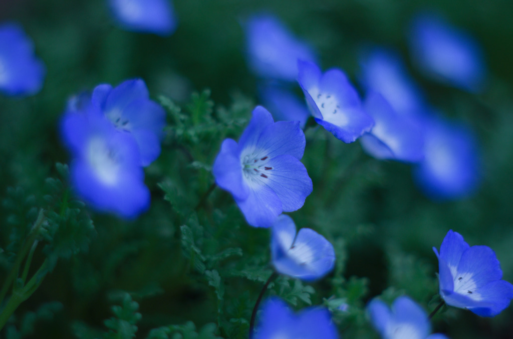 Blue