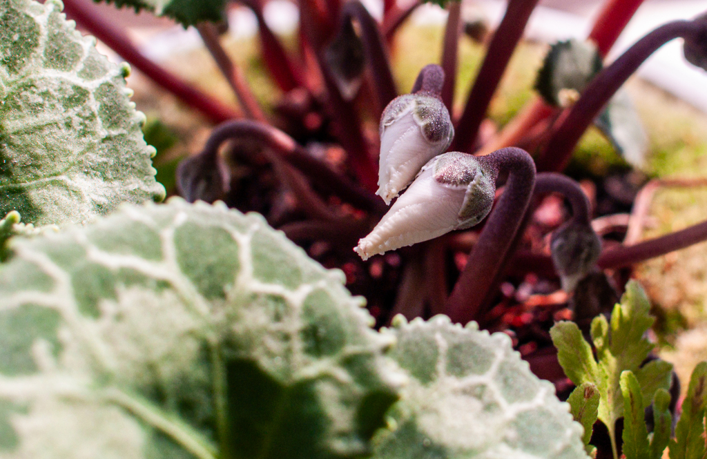 春を待つつぼみ