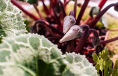 春を待つつぼみ