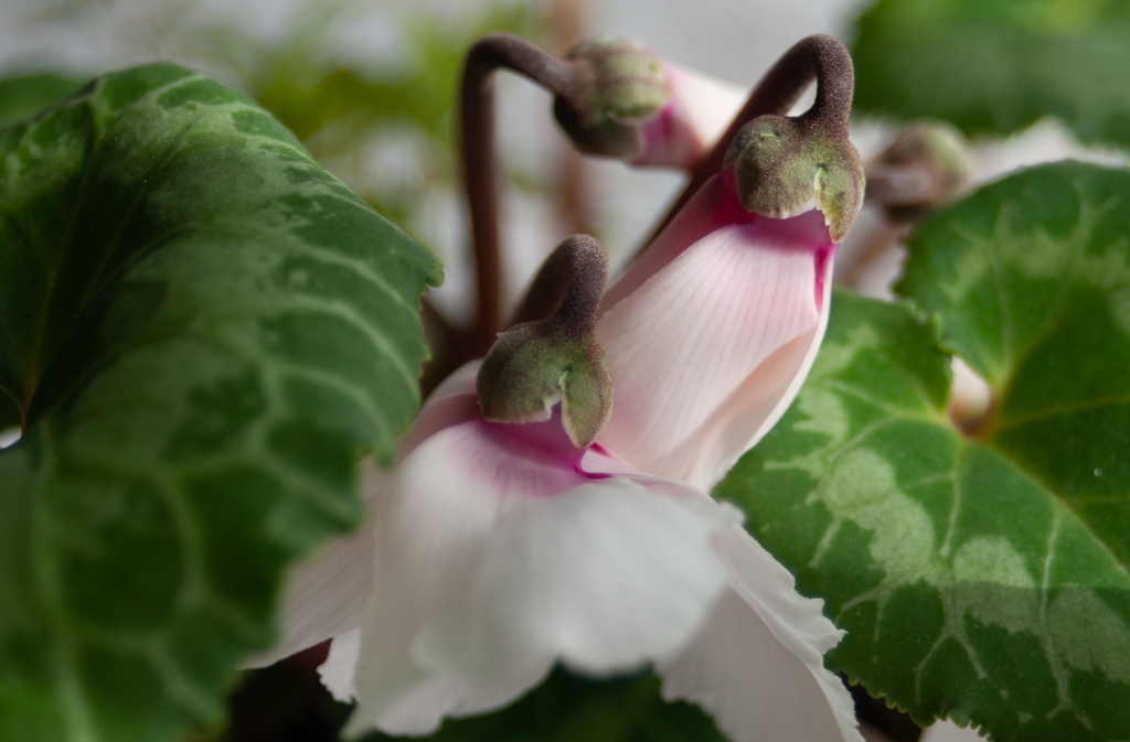 やっと咲き始めた