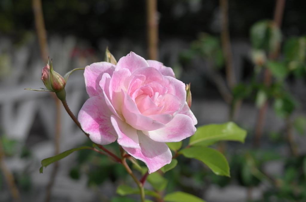 春の日のような秋バラ