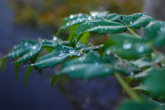 朝露に輝く