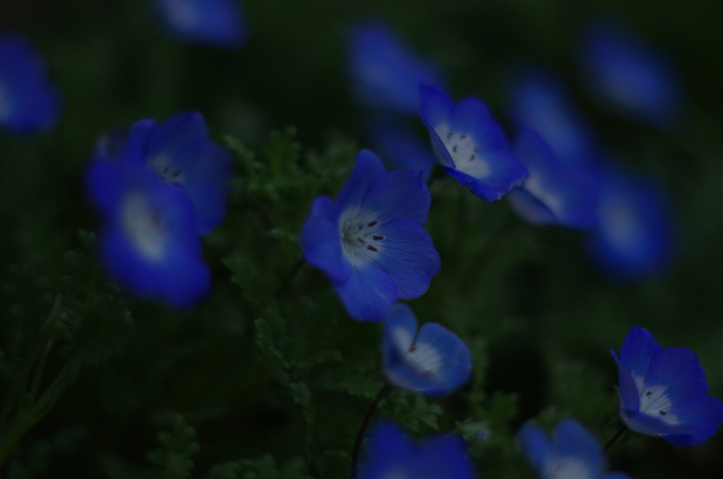 buru-