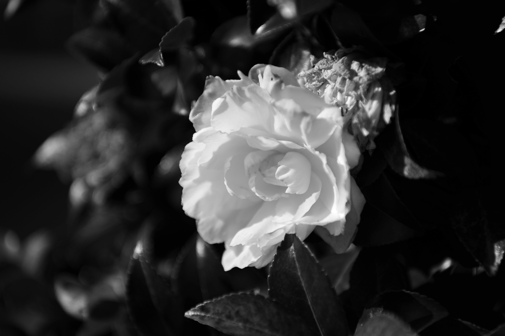 山茶花モノクロ