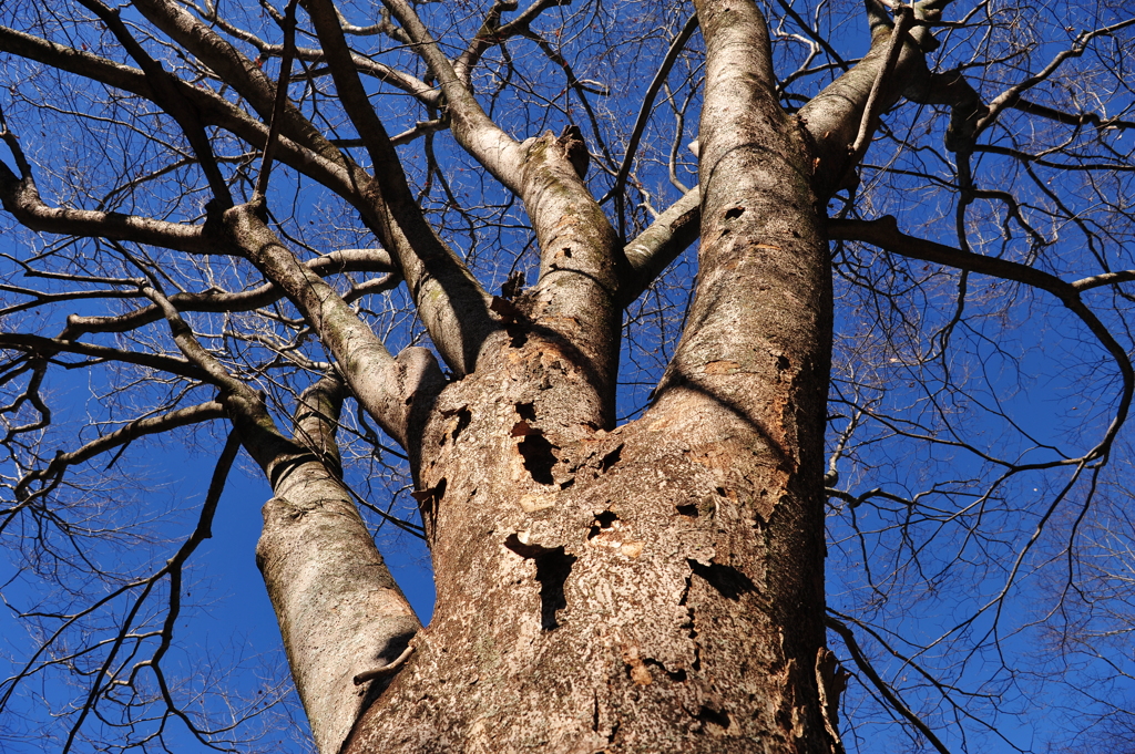 冬の大木