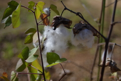 ふんわりと繊細に