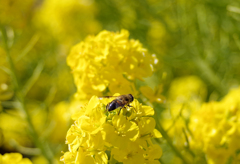 菜の花