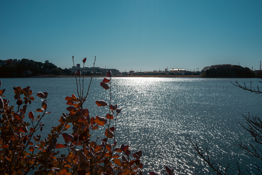 初冬の佐鳴湖