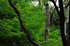 気持ちいい新緑