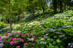 アジサイの森