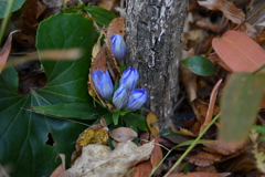 ひっそりとそして可憐に