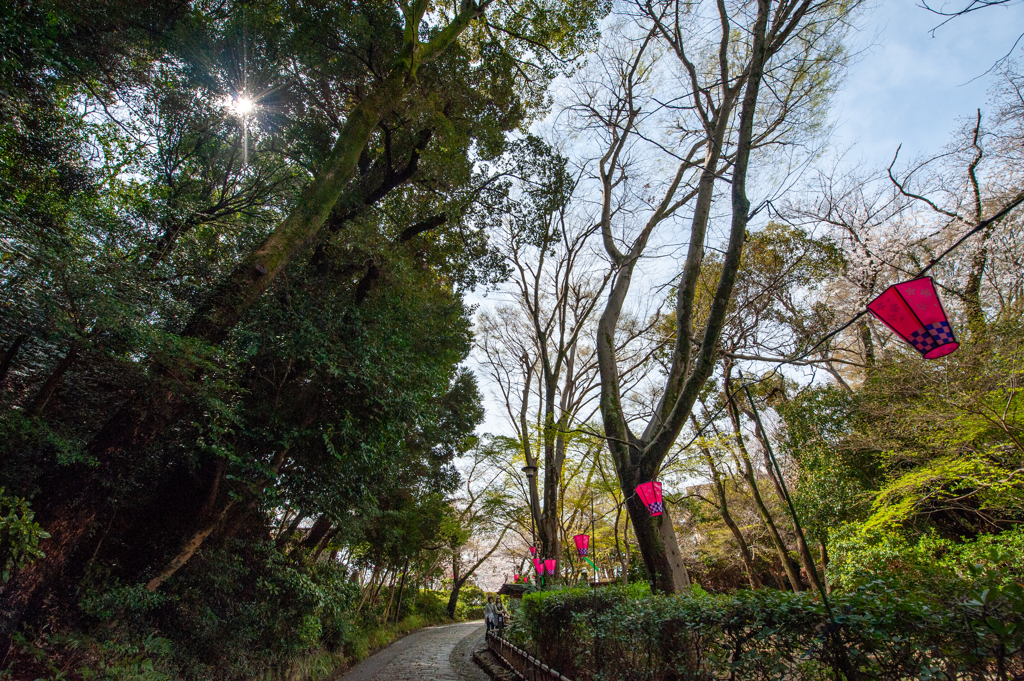 浜松城公園の春
