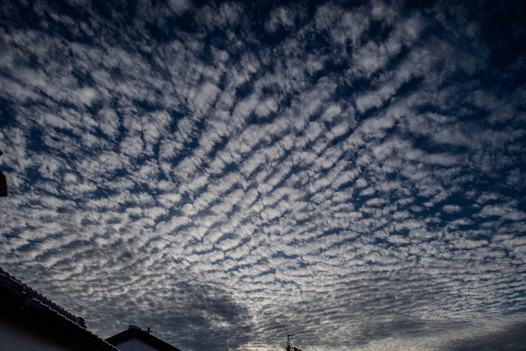 朝雲