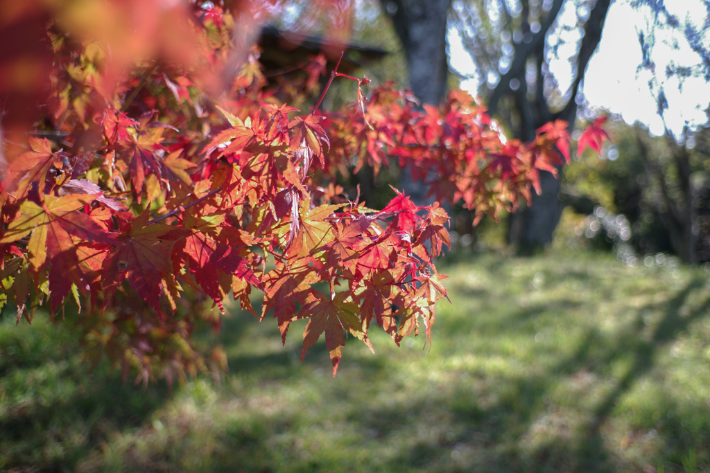 紅葉始め