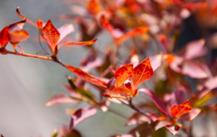 どうだん　紅葉