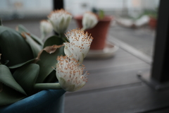 ウッドデッキで