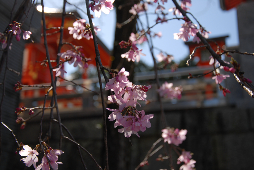 神社の桜