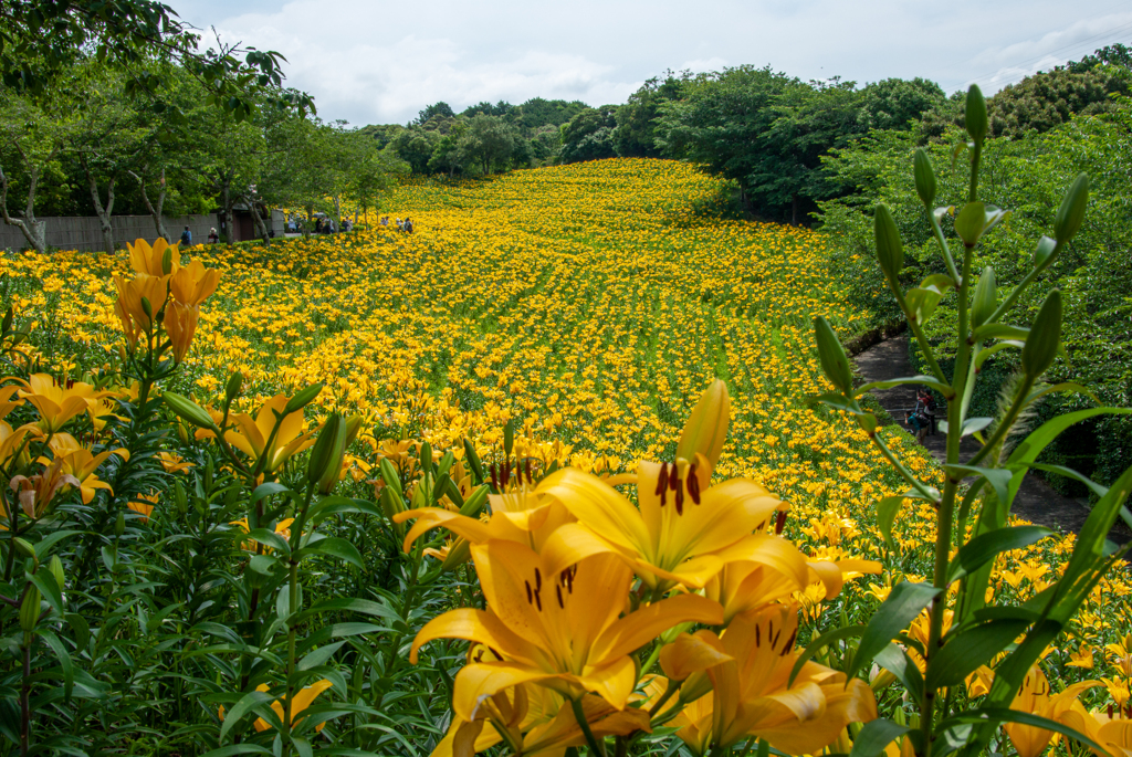 圧巻！広大な黄百合の園