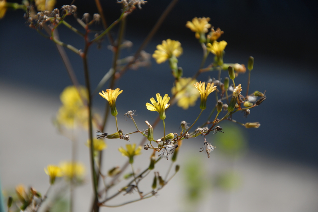 草花