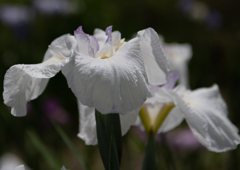 繊細な花びら