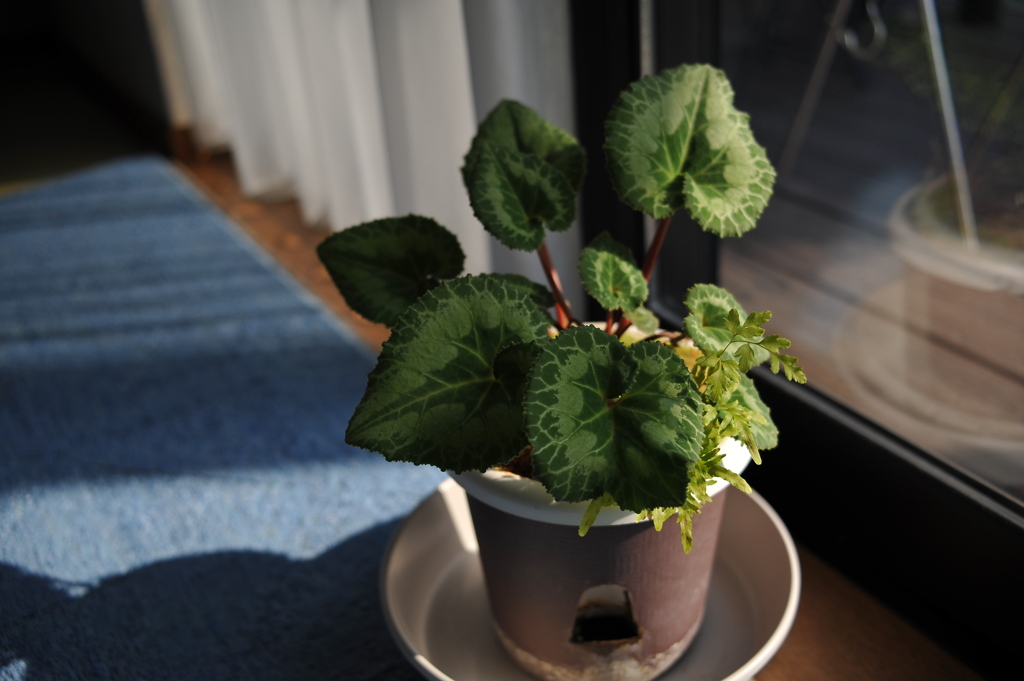 シクラメンの日向ごっこ