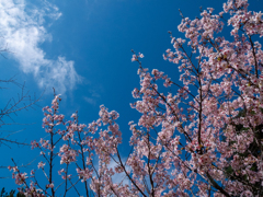 青い空に桜