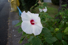 夏花